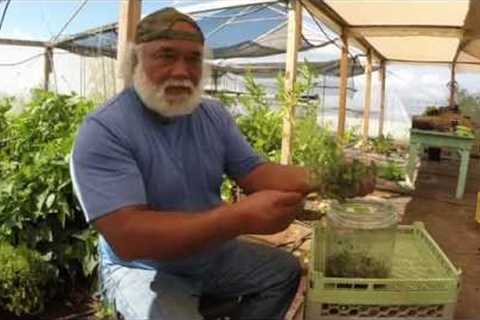 Alika Atay Teaches How to Make Fermented Plant Juice
