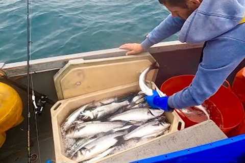 COMMERCIAL MACKEREL &amp; BASS FISHING - Catch Clean Cook