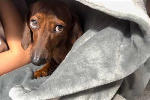 Taking an interest in mini dachshund's hobbies