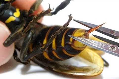 Wild Animals That Will Become Pets If You Do This