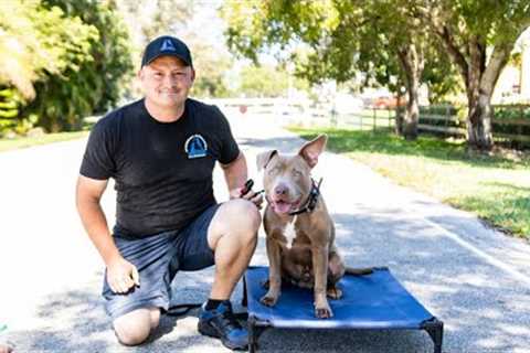 Live Dog Training with American Standard Dog Training