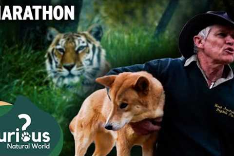 Witness the Unlikely Friendships Between Humans and Wild Animals | Mega Marathon