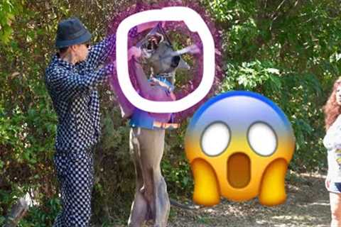 I Am 5’1 And I Rescued A Huge, OUT OF CONTROL Great Dane.. Dog Daddy Please Help!!