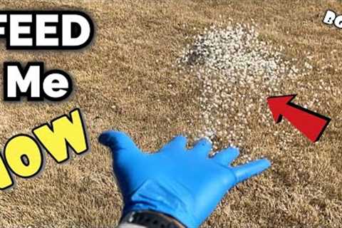 When to fertilize lawn // Spring Bermuda grass lawn // Fertilize lawn NOW