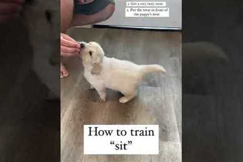 How to Train sit to your puppy!