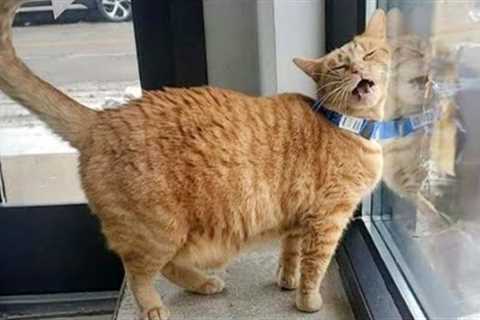 Try not to laugh at these Funny CATS and KITTENS 2024 😹