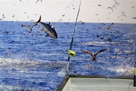 5 Tips To Limit Out On Yellowfin Tuna - Foolproof Tricks