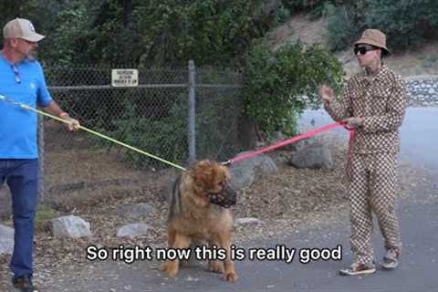 Angry 200lb Mastiff Gets Petted For First Time. Training pt.2