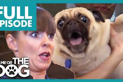 Aggressive Pug Attacks Dog Trainer! 😱 | Full Episode USA