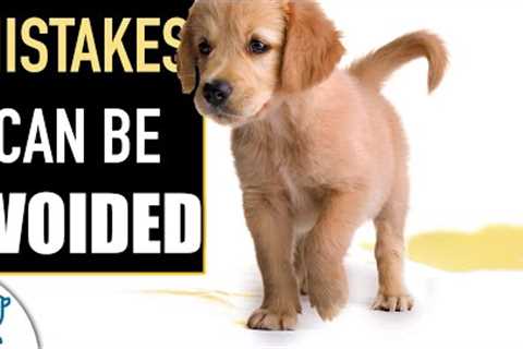 Avoid These 5 Puppy Potty Training Mistakes