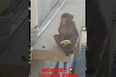 monkey facing food shortage#shorts ,#youtubeshorts ,#trending
