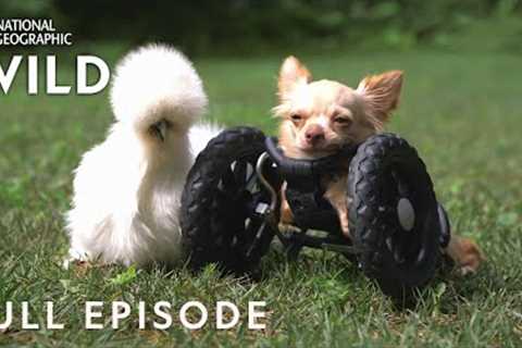 The Chihuahua and the Chicken (Full Episode) | Unlikely Animal Friends