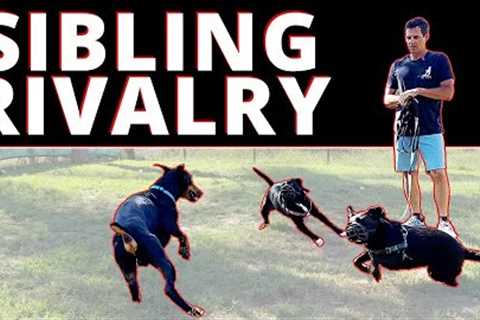 Are Your Dogs Attacking Each Other?  Here's what to do about it.