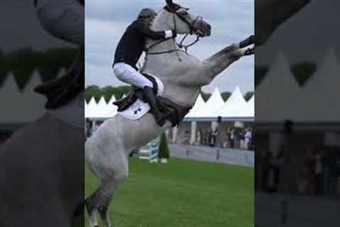 Trouble 👀 #shorts #trending #viral #fail #horse #sports #equestrian #fall