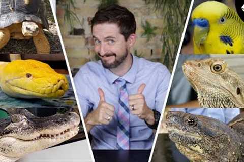 What is THE BEST pet reptile?