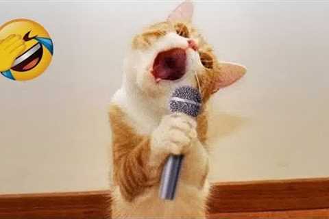 Laugh Uncontrollably! Best Funny Cat Videos 2024 🐱 Best Funny Catss 2024 ❤️🐕