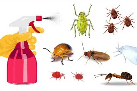 7 DIY Homemade Spray/Pesticides for Your Plants and Household Bugs