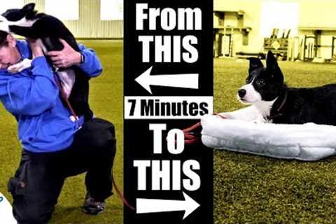 Teach Your Puppy To Calm Down With This 7 Minute Exercise