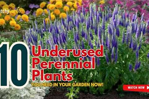 10 Underused Perennials You NEED in Your Garden NOW! 🌿✨🌷 // Gardening Ideas