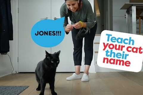 Teach Your Cat Their Name And To Come