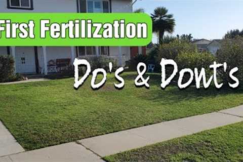 When To Start Fertilizing A Spring Lawn (feat My Kikuyu Lawn!)