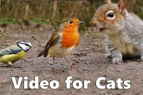 Birds for Cats to Watch : Squirrels and Birds Cat Games Extravaganza Videos