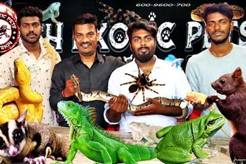 Exotic Pets, Ball Python, Iguana, Hedgehog, Crabs, 10 Exotic Animals |  EXOTIC PETS PART 1-Hyderabad