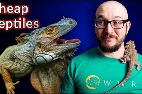 Top 5 Cheapest Reptiles | Are Cheap Reptiles Actual Cheap?