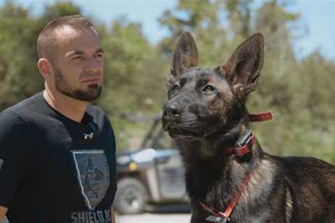 Dog Training Life VLOG - Horses, elite protection dogs, dock diving and more