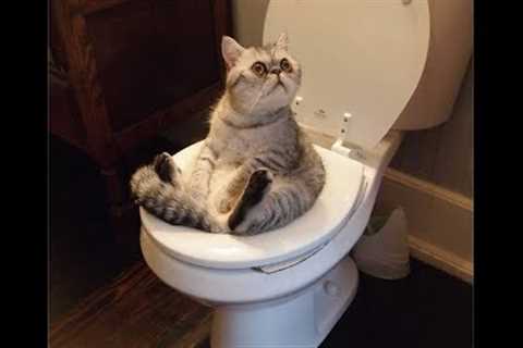 Cat training: Amazing! Cats using toilet compilation 2017