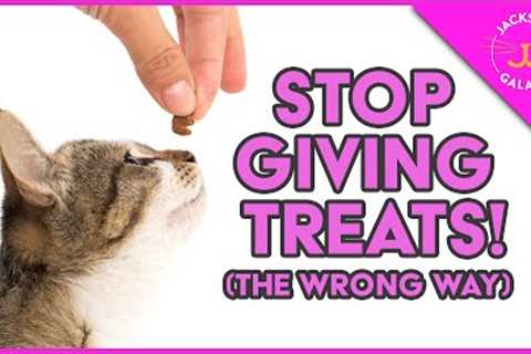 Treat Training Your Cat!