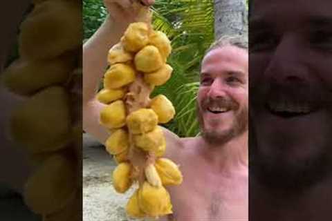 This is the sweetest fruit on earth!