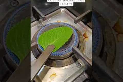 Cough leaf - Karpooravalli herb. #homeremedies #medicine #youtubeshorts #short #reels #health