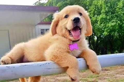 FUNNY PUPPIES will make you LAUGH All Day 😁 Funny Animals Videos 2024