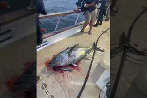 Bluefin tuna gives deckhand a death stare while being spiked