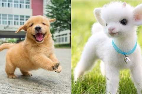 Funniest Animals 2024 😂 Best Funny Cats and Dogs 😻🐶 Part 21 | Cute Baby Dogs