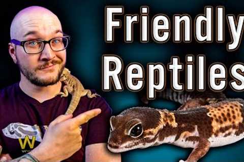Top 5 Friendliest Reptiles | No Biting, No Scratching, All Love