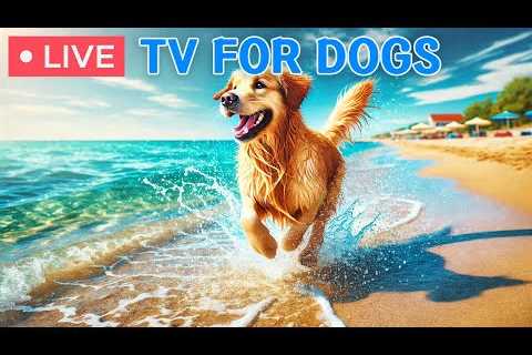 🔴 24 Hours of Relax Your Dog TV🎵Calming music to help your dog relax and fall asleep🐶🩷Dog Music