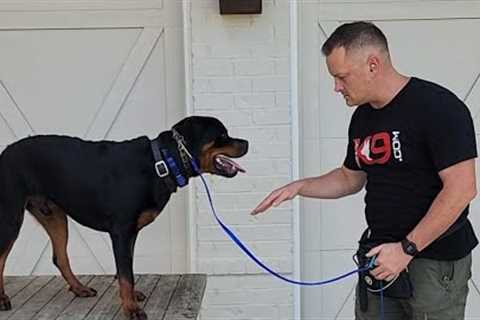 Live Dog Training with Garret Wing pt. 1