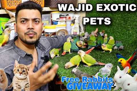 Wajid Exotic Pets | Hand Tamed Birds | Cats | Hamsters | Rabbits , Iguanas