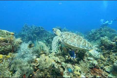 Dr. Scuba Presents: Roatan Scuba Diving May 2022