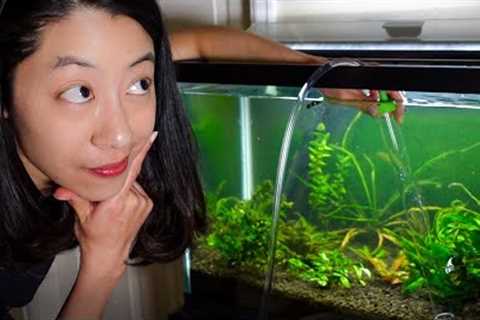 How Often Should I Clean My Fish Tank?