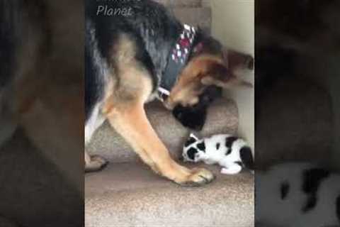 Funniest Animal Friendships Compilation 😂 Best Funny Animal Videos 2022 😍 Try Not to Laugh