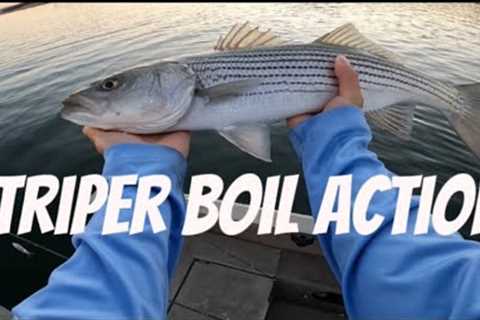 Hogan lake striper boils | 2024 | California