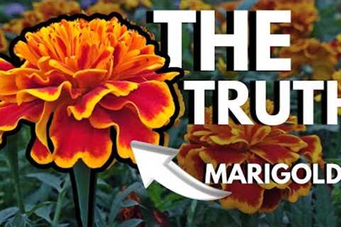 Why YOU Should Plant Marigolds. EVERYWHERE.