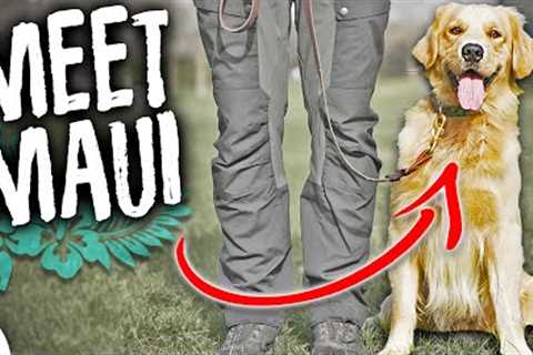 Rescue Dog Training Starts With THESE 3 Skills!