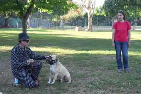 Dog Daddy Handling A Very Intense Reactive Dog (Full Session)