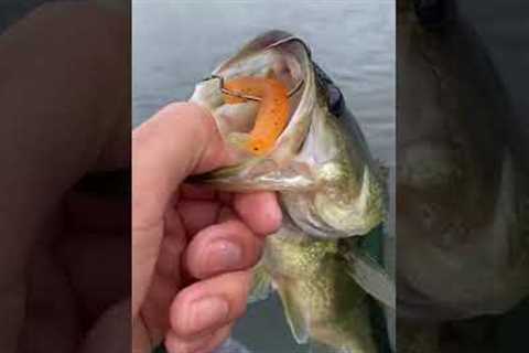 Fishing Tips for Beginners - Top 3 Ways to Catch More Bass