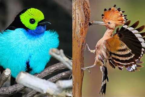 10 Exotic Birds You Can Keep As Pets!