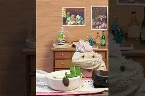 Reptiles, decompression, cute pet debut plan, handmade DIY, eating with a sense of ritual